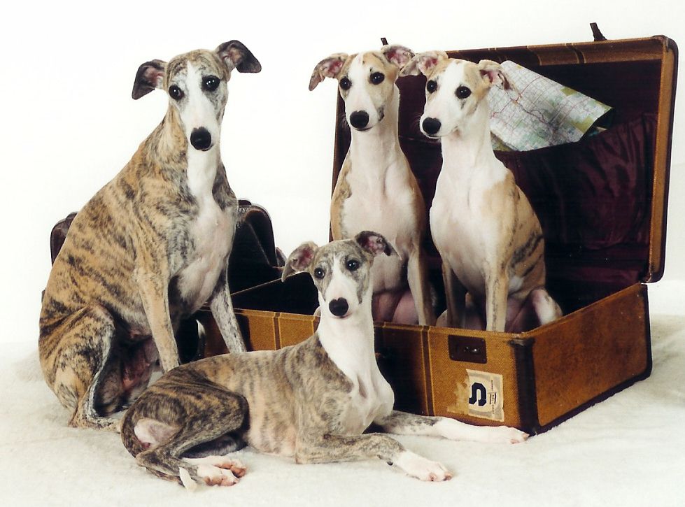 Northwind Whippets and Northwind Designs
