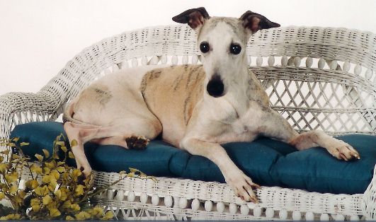 Flirt resting at ease at 12 years of age
