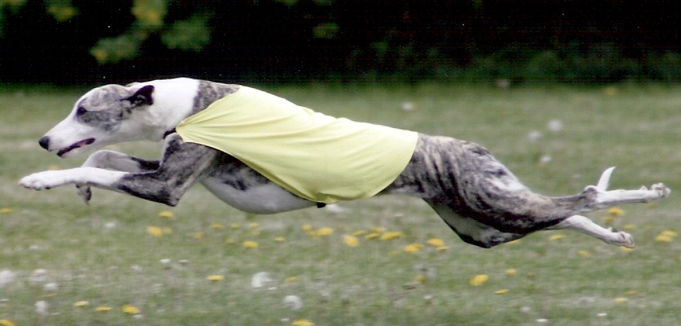 Dazzle flying along the coursing field