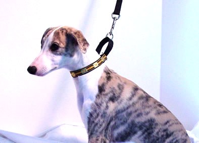 whippet puppy modeling a small martingale collar