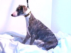 whippet puppy modeling a small martingale lead
