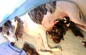 Glimmer with her newborn puppies