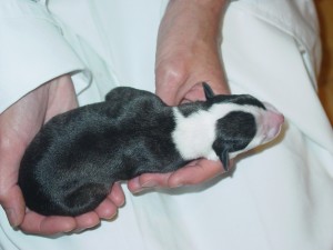 puppy "Geneva" body markings