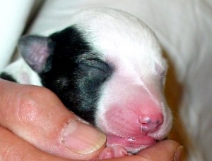 puppy "Leinie" little face