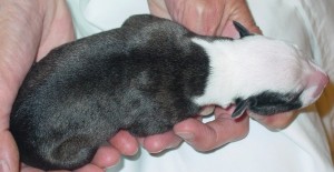 Puppy "leinie" body markings