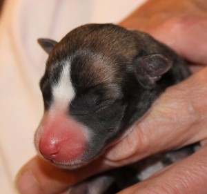 WHIPPET PUPPY