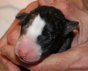 FEMALE WHIPPET PUPPY