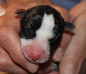female whippet puppy