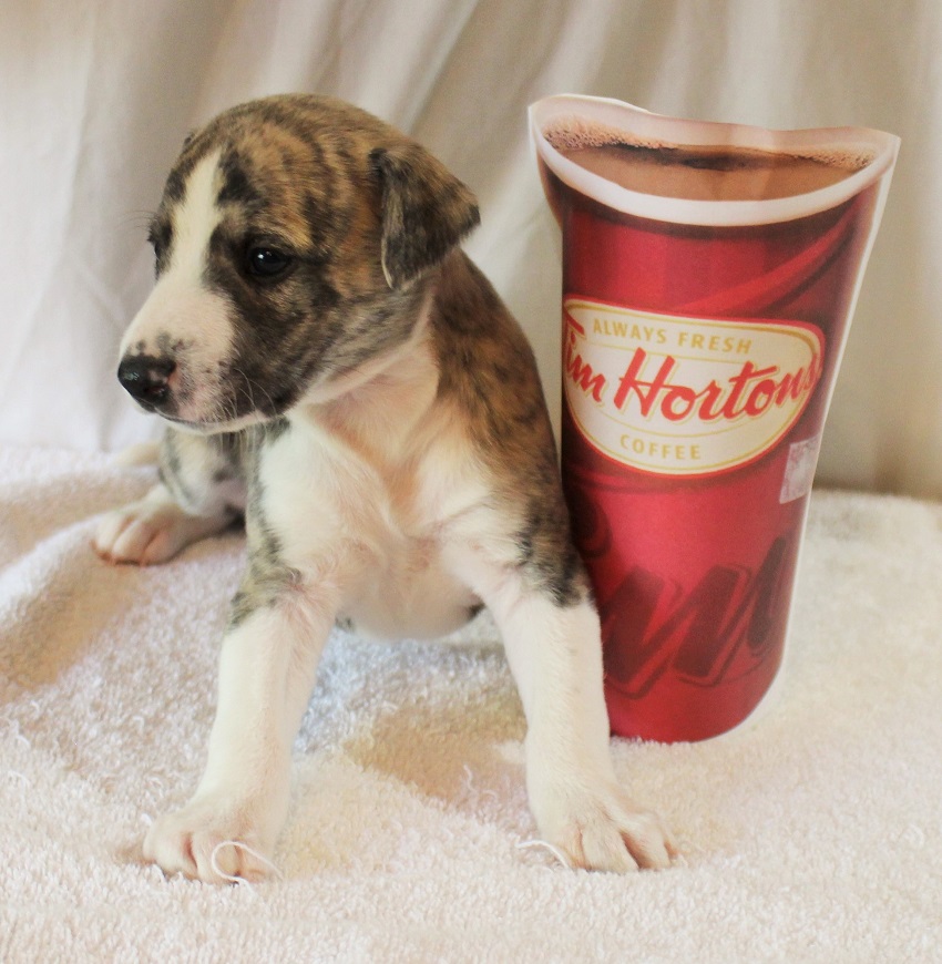 whippet puppy