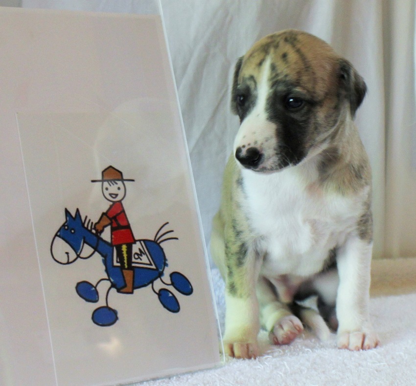 whippet puppy