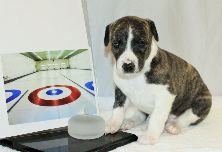 whippet puppy
