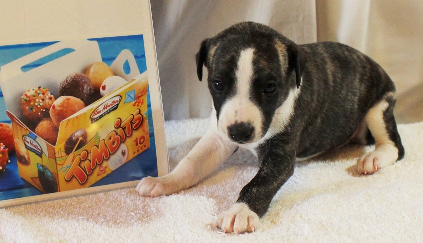 whippet puppy
