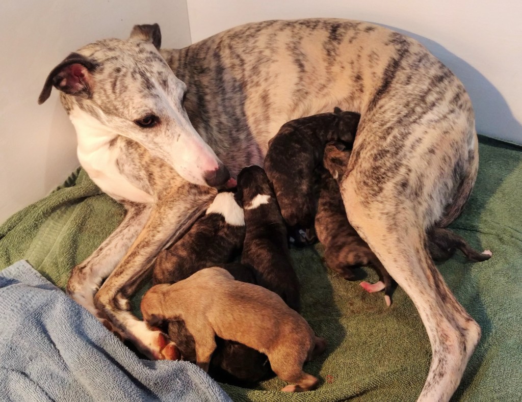 Juno with newborns