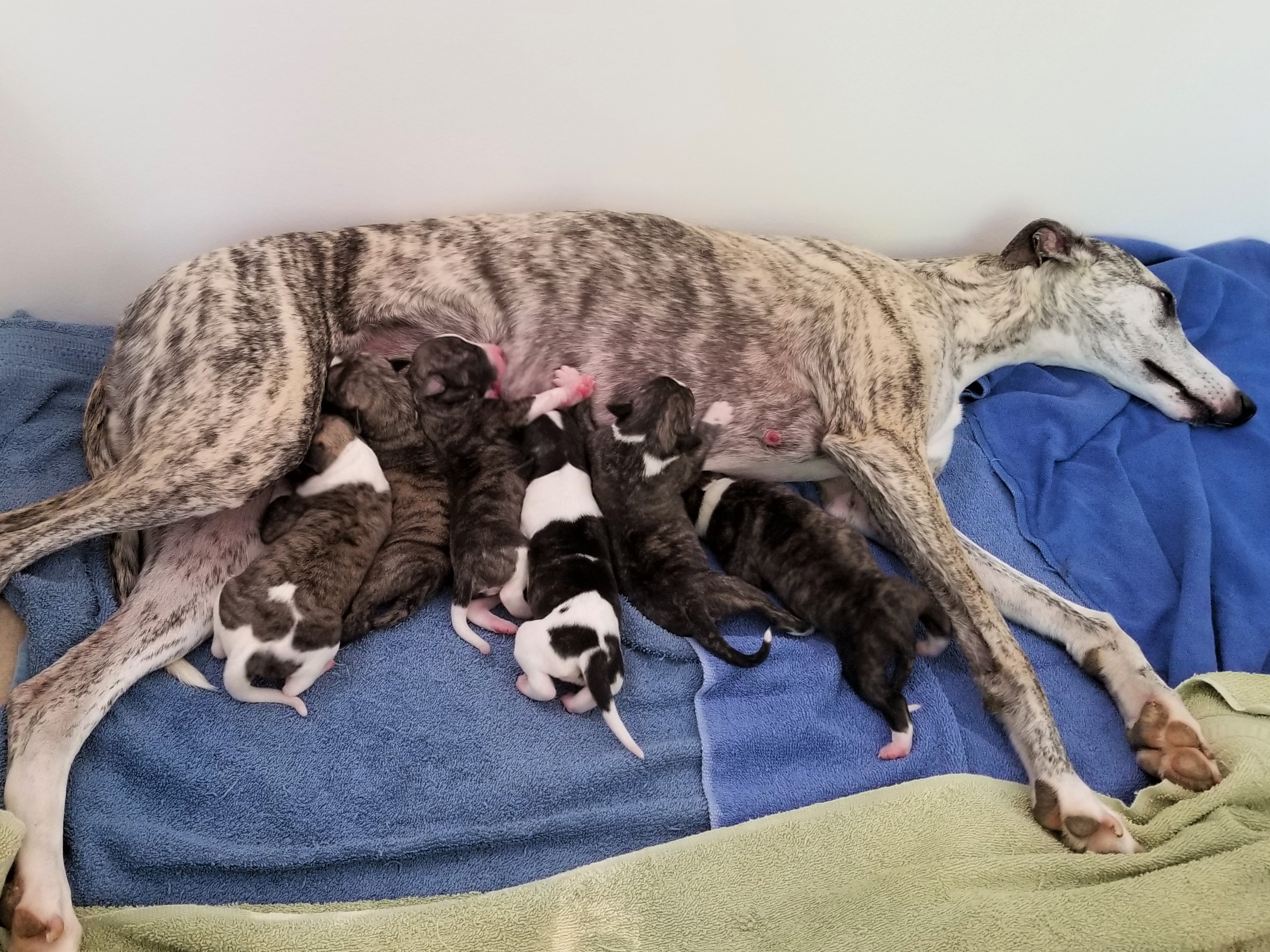 Mama dog with puppies