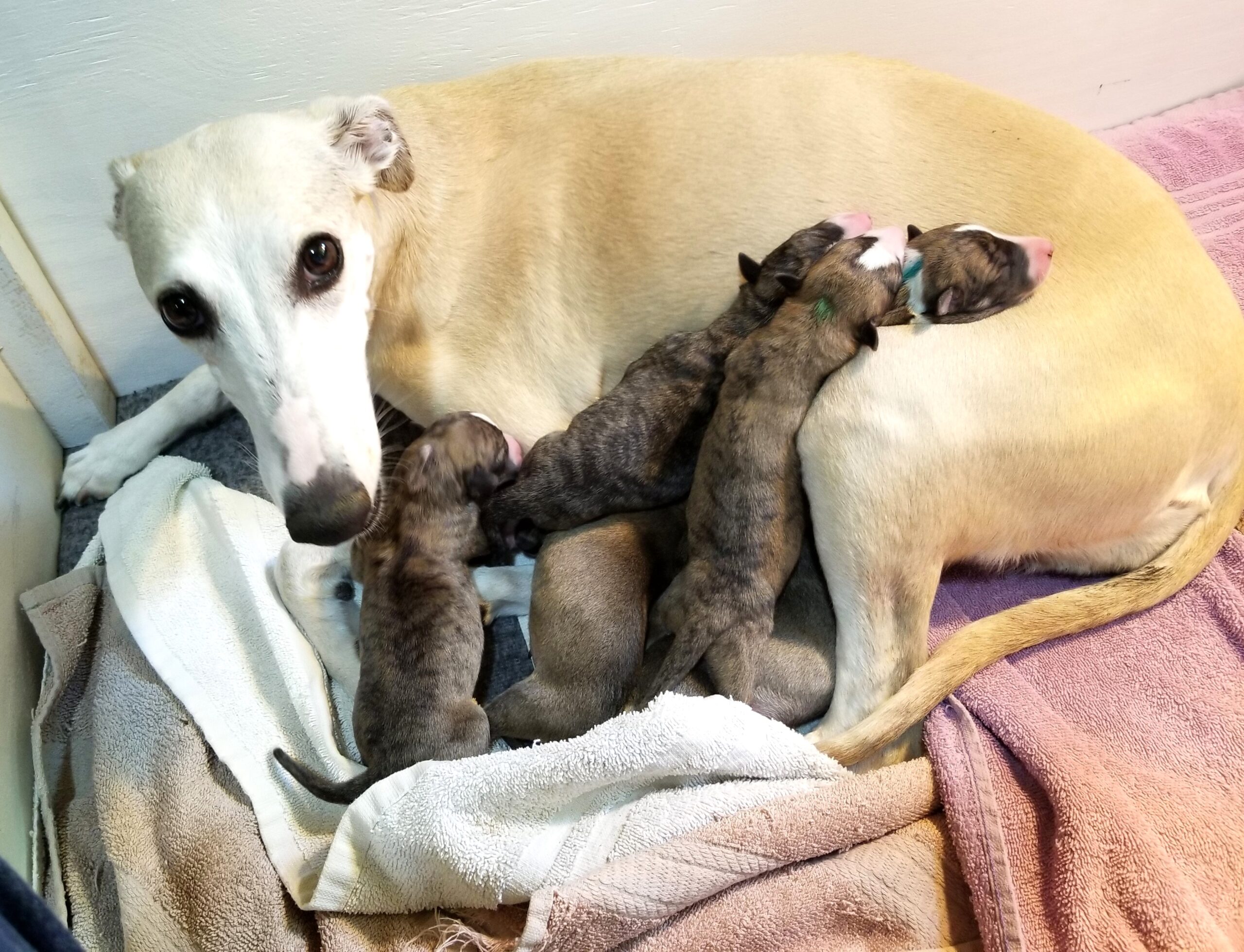 whippet with puppies