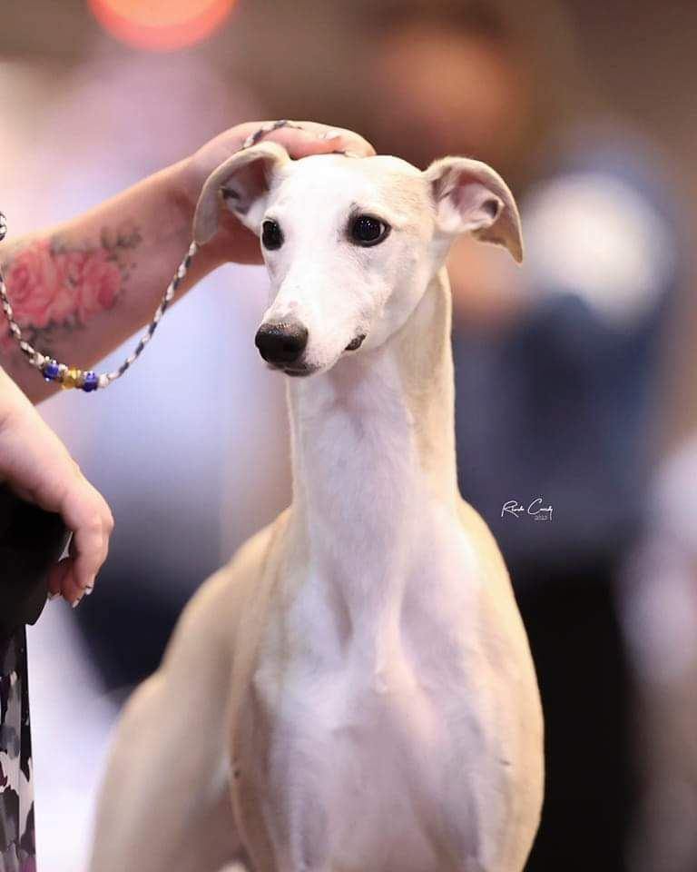 Audrey