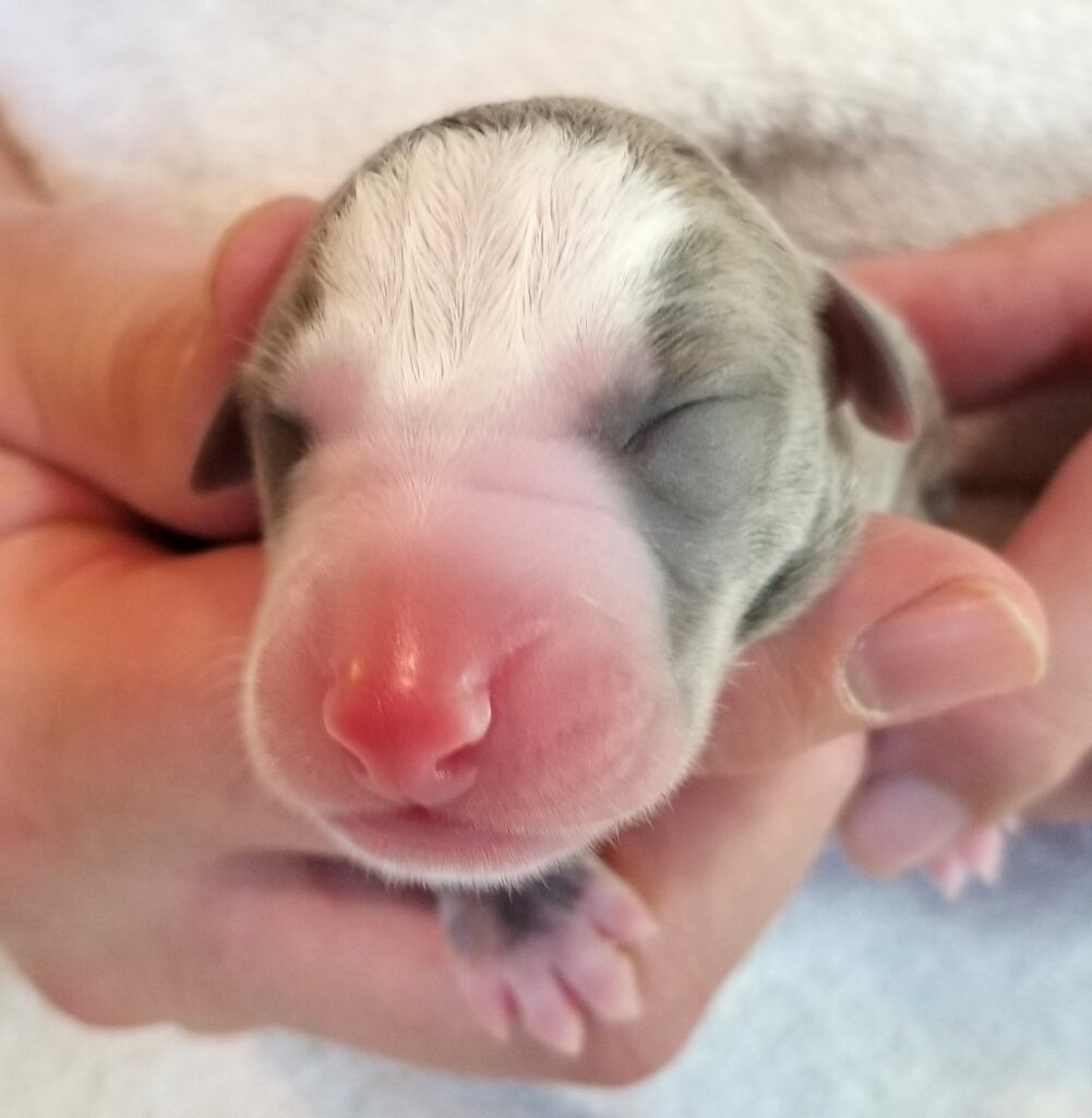 whippet puppy