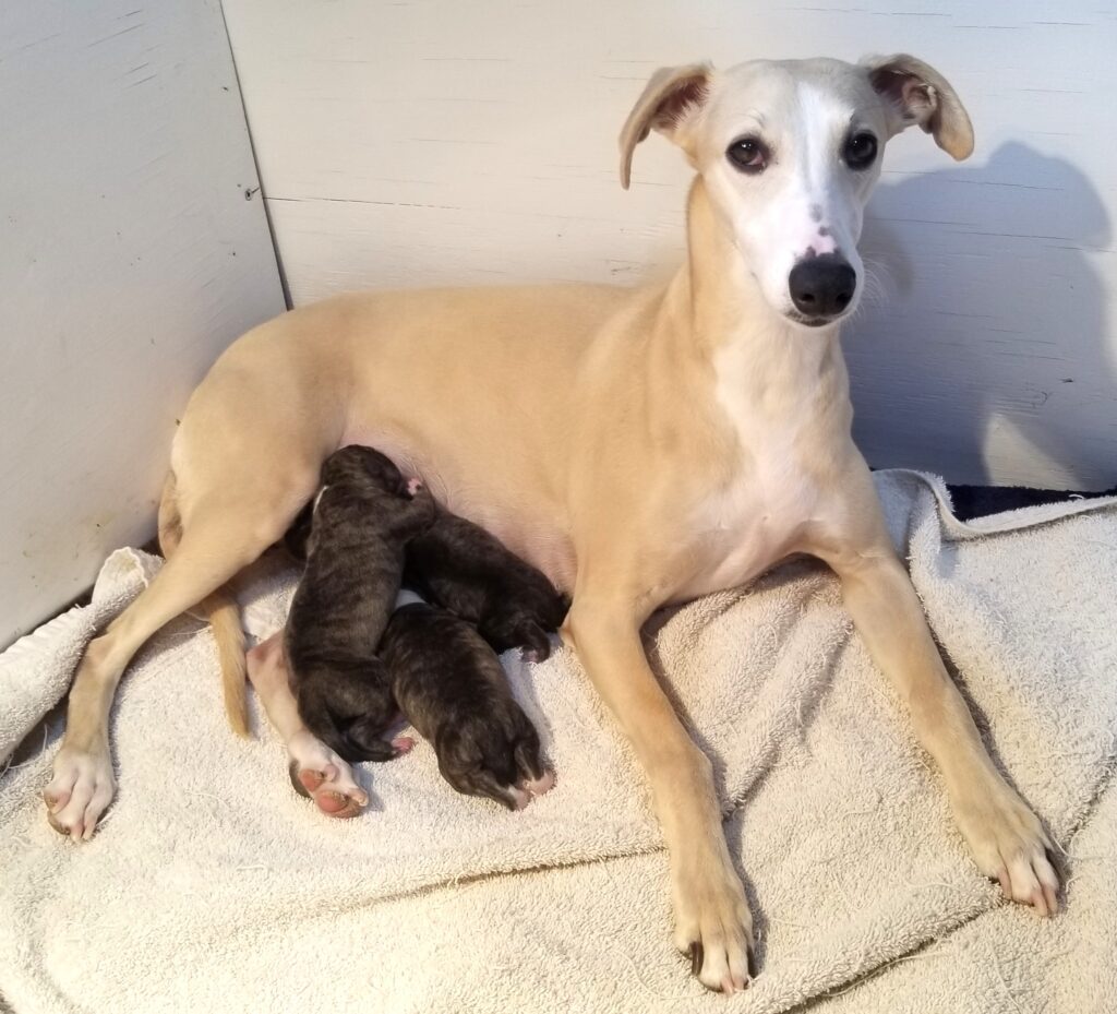 Buttercup with her newborns