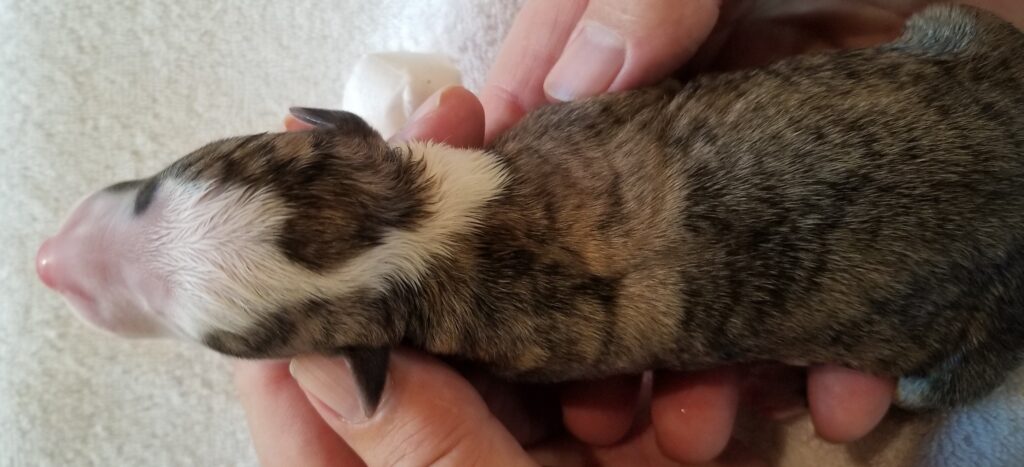 whippet puppy