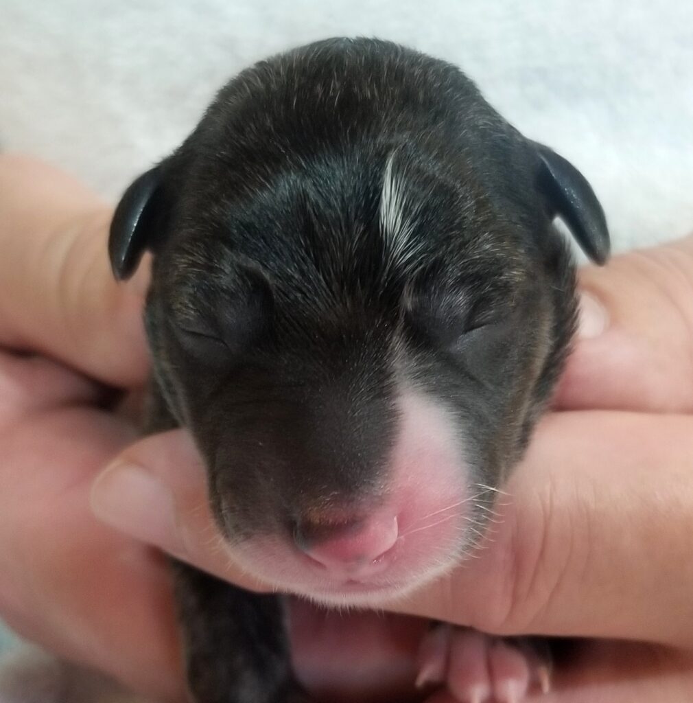 whippet newborn