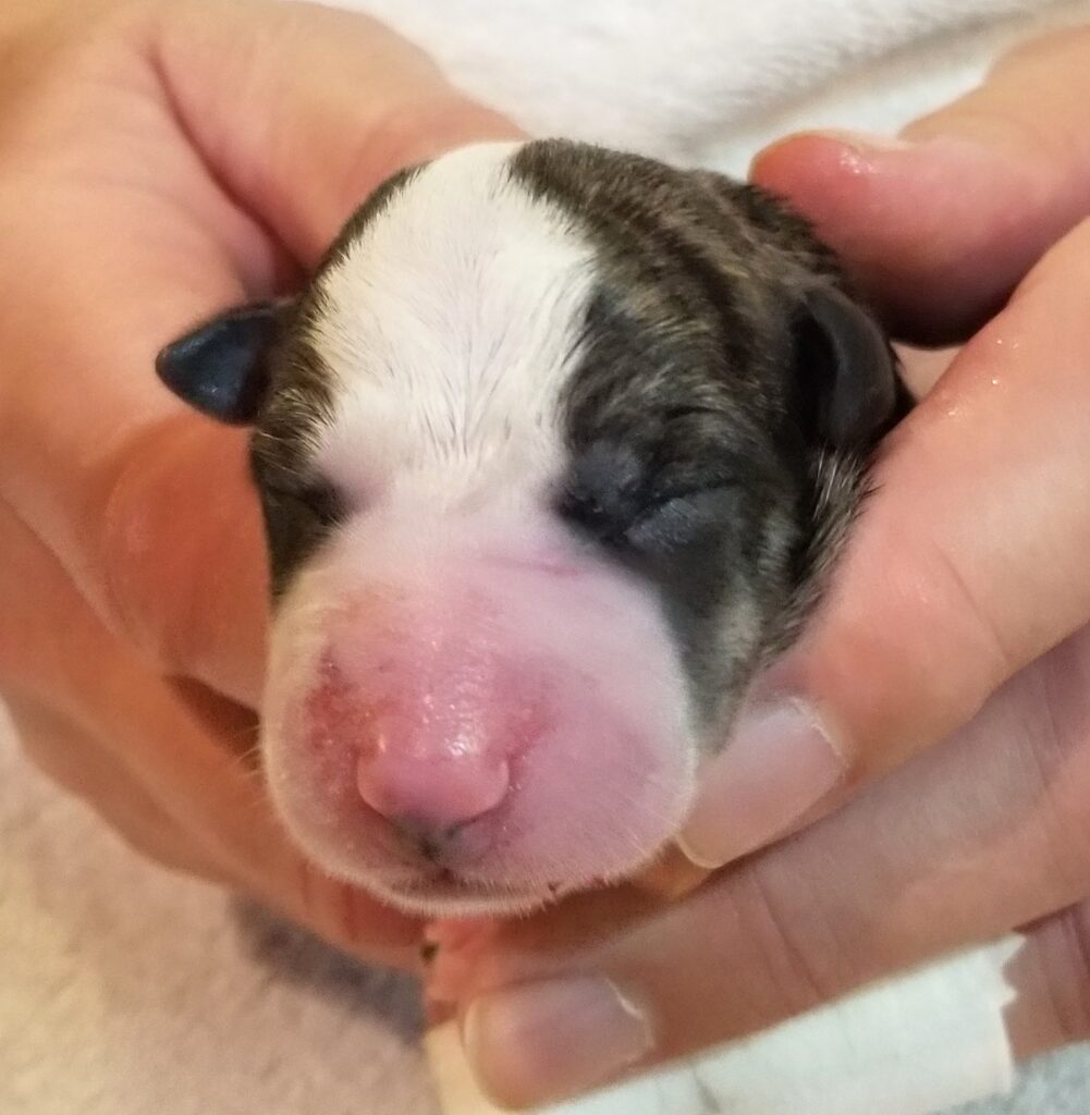 Whippet puppy