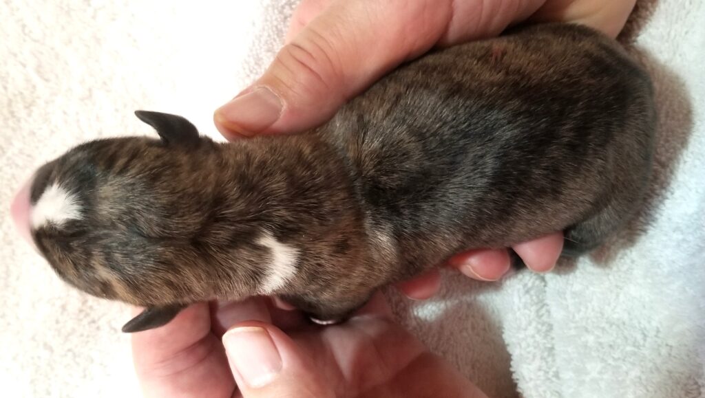 whippet newborn