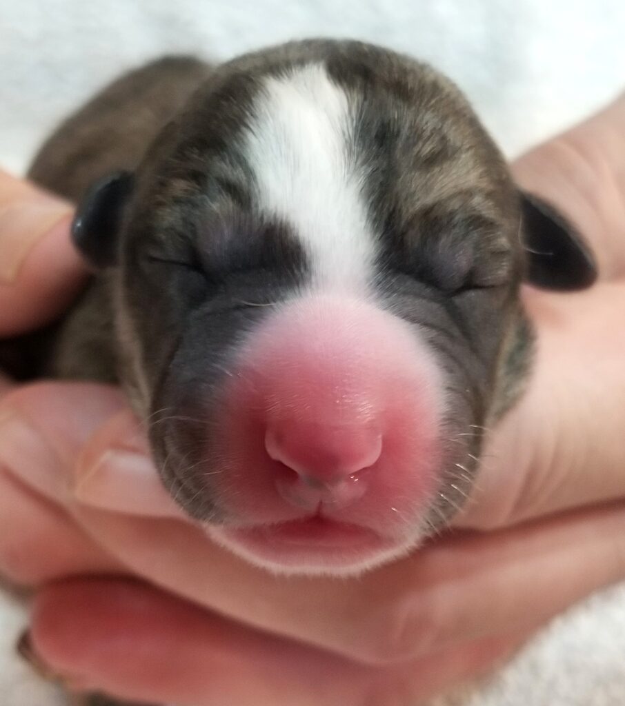 whippet newborn