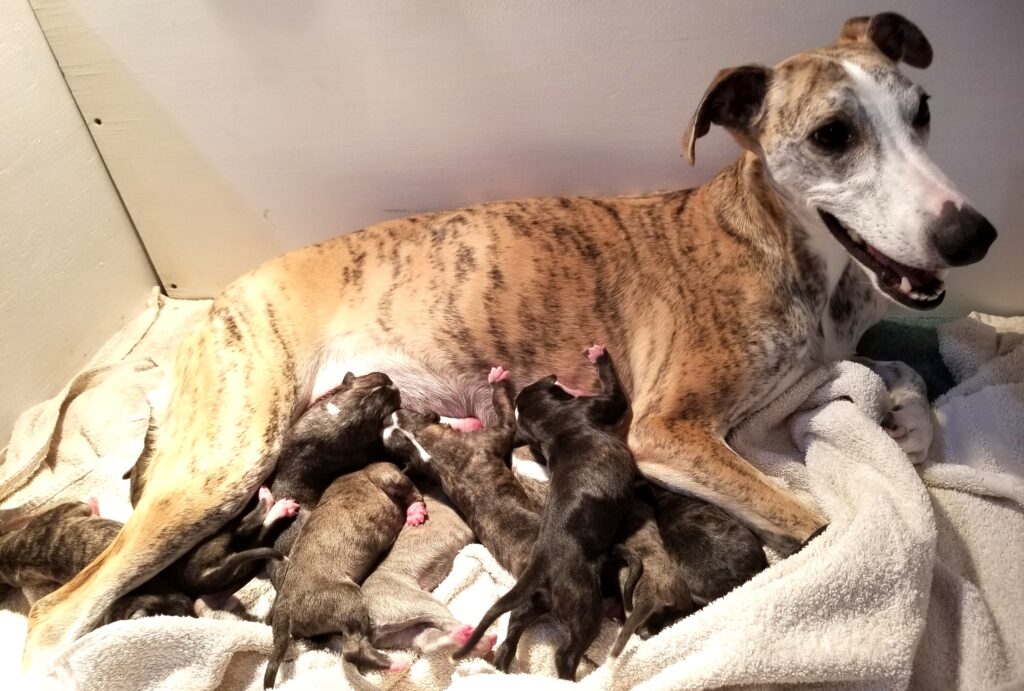 Twister with newborn puppies