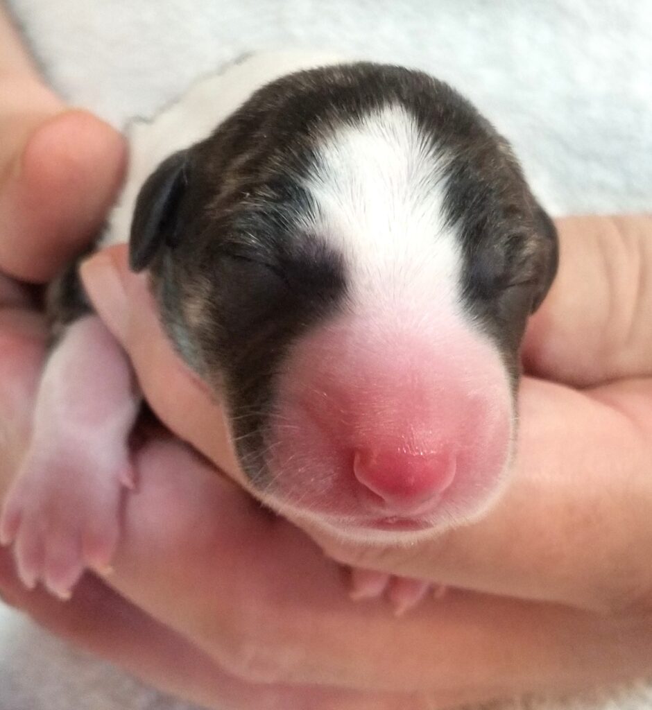 whippet newborn