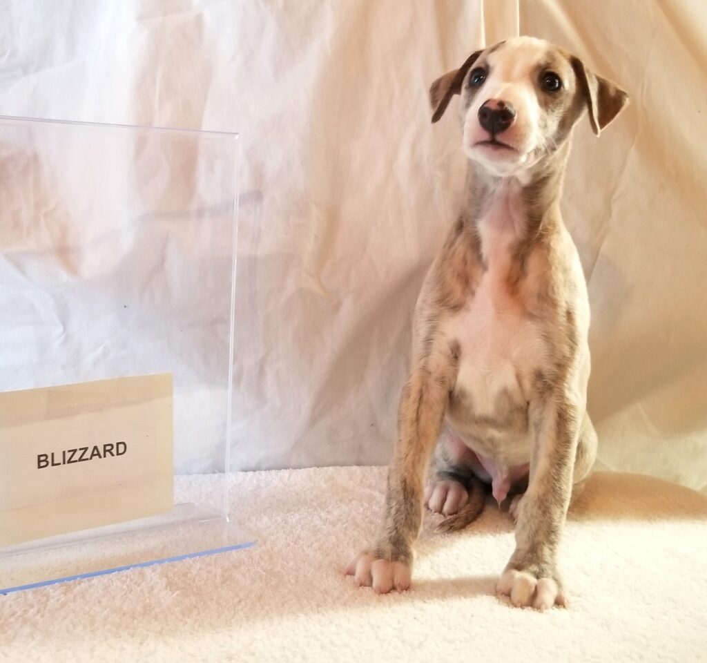 Whippet puppy