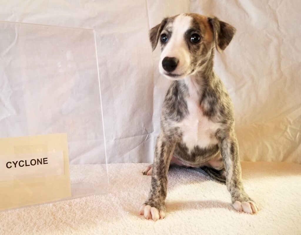Whippet puppy