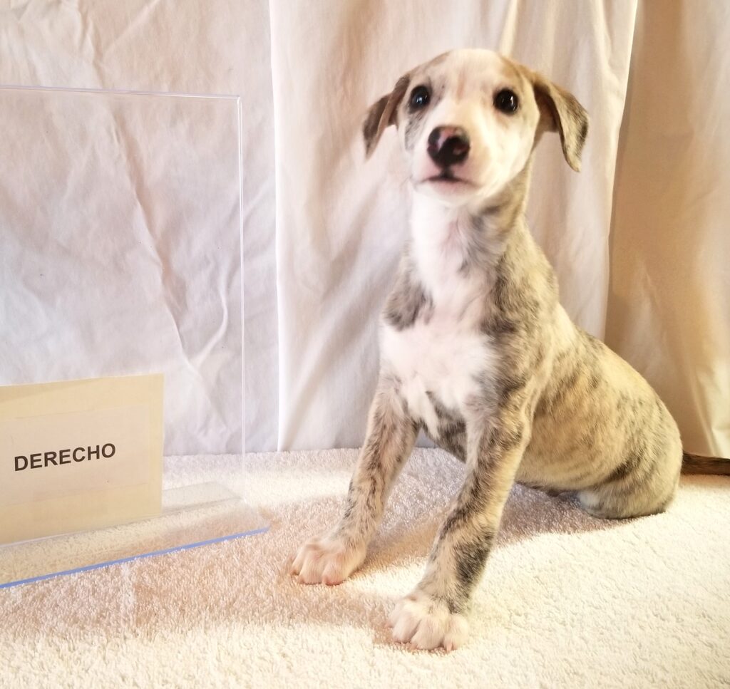 Whippet puppy
