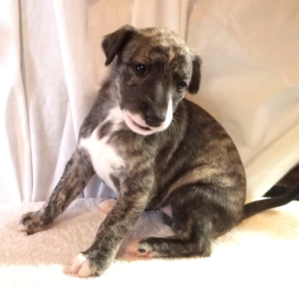 whippet puppy