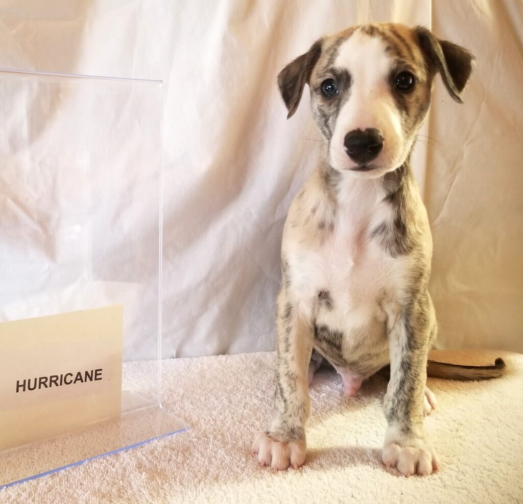 Whippet puppy