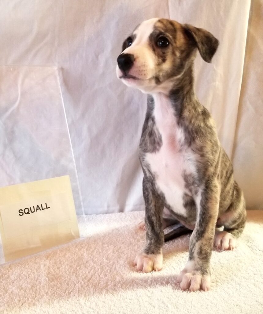 Whippet puppy