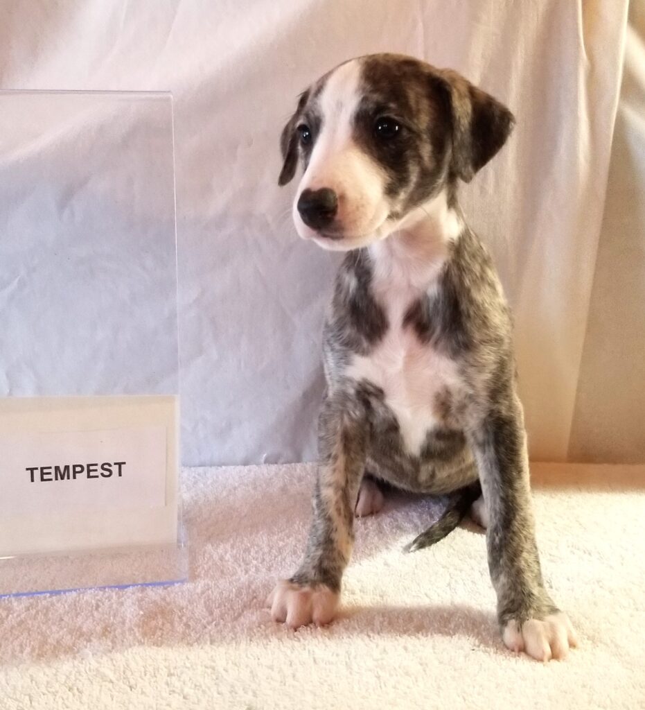 Whippet puppy