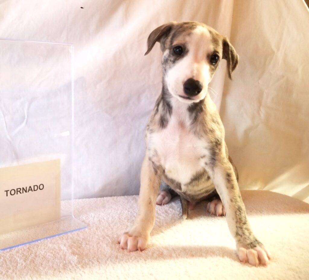Whippet puppy