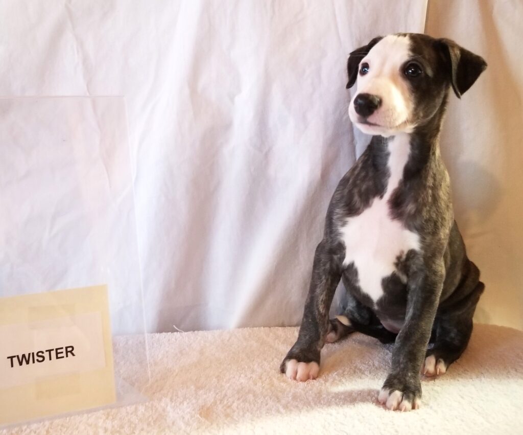 Whippet puppy