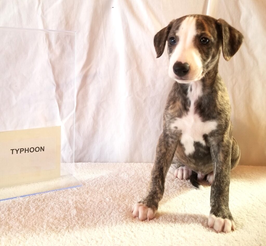 Whippet puppy
