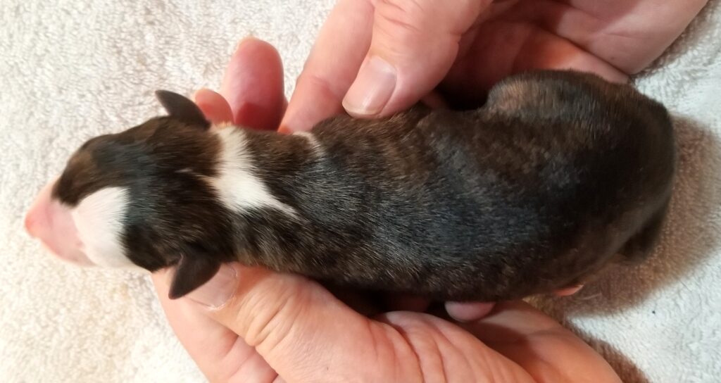 Lexus x Tucker newborn whippet puppy