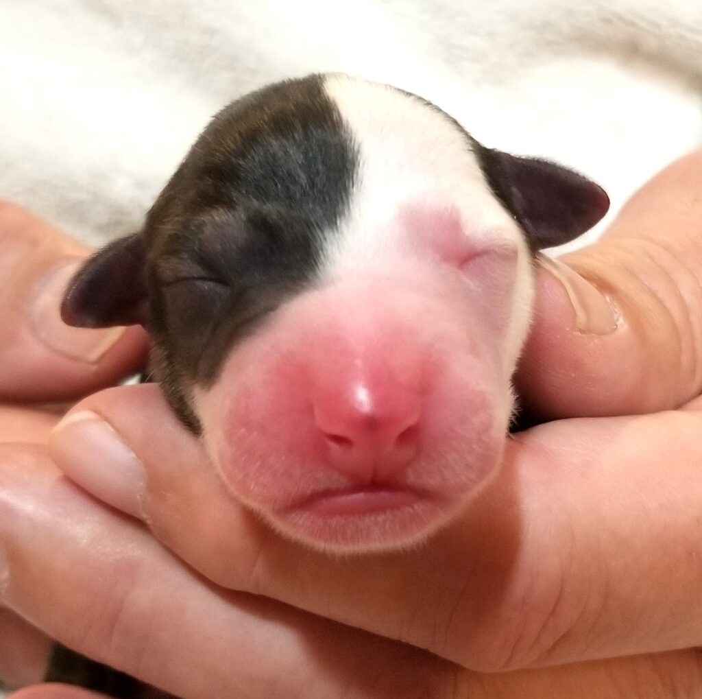 Lexus x Tucker newborn whippet puppy