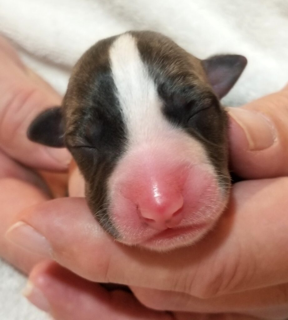 Lexus x Tucker newborn whippet puppy