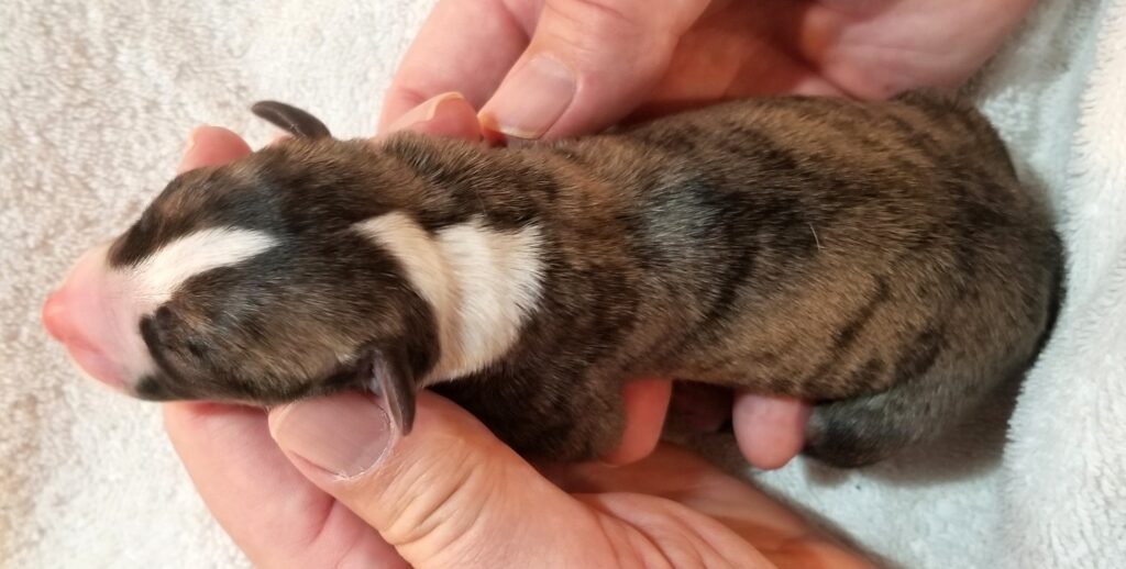 Lexus x Tucker newborn whippet puppy