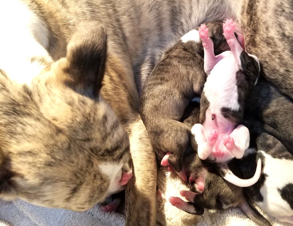 upside down newborn