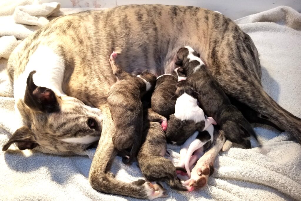 Lexus with Tucker puppies
