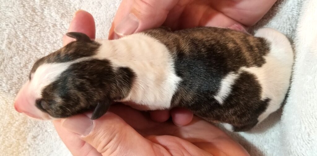 Lexus x Tucker newborn whippet puppy