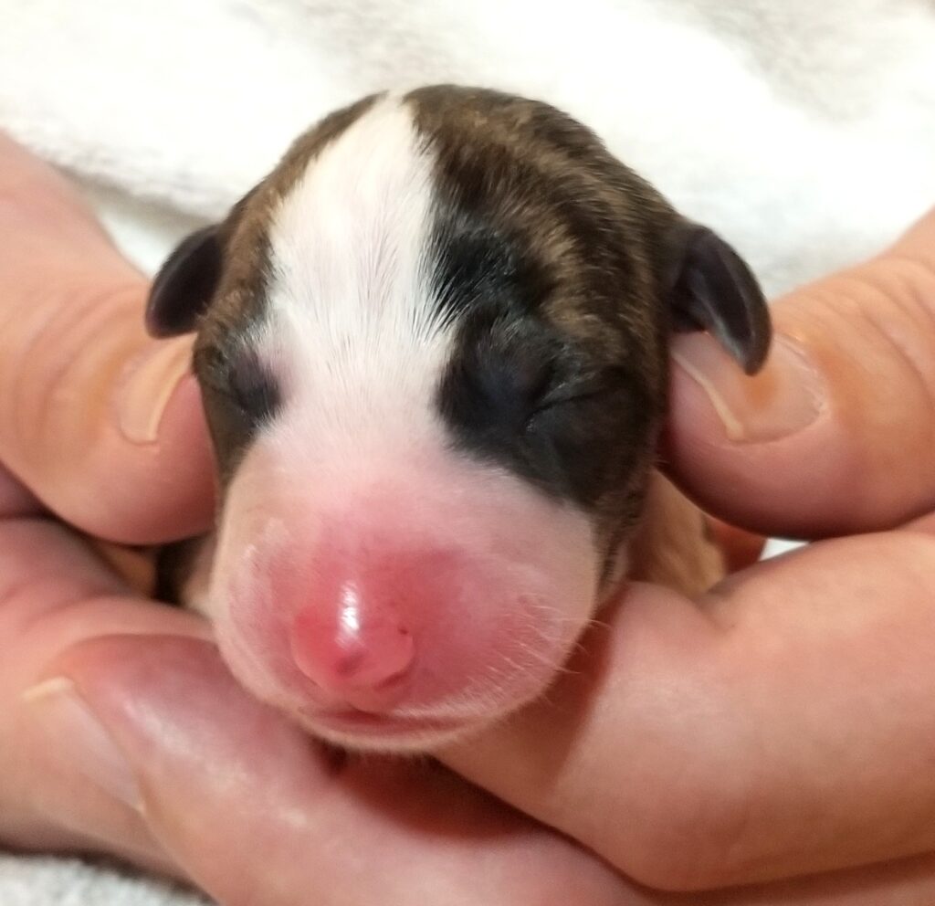 Lexus x Tucker newborn whippet puppy