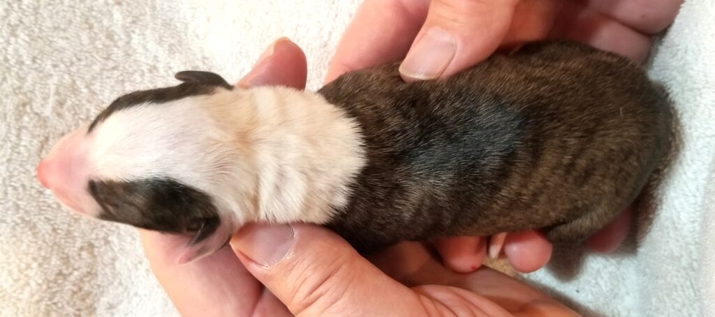 Lexus x Tucker newborn whippet puppy