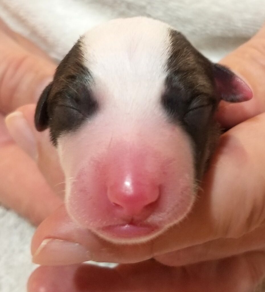 Lexus x Tucker newborn whippet puppy