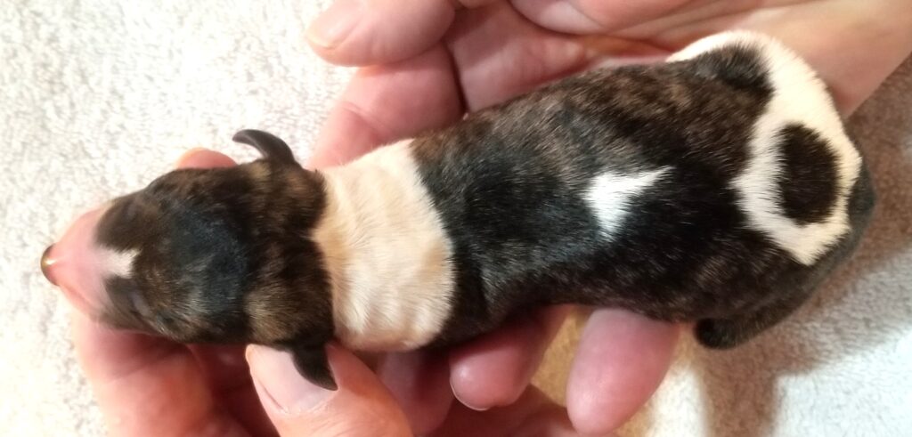 Lexus x Tucker newborn whippet puppy